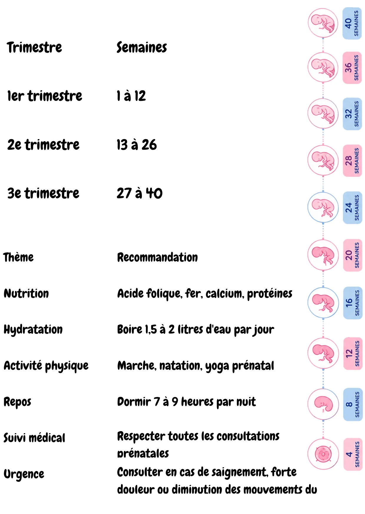 Calendrier de grossesse : calculez et suivez vos 9 mois (vue d'ensemble)
