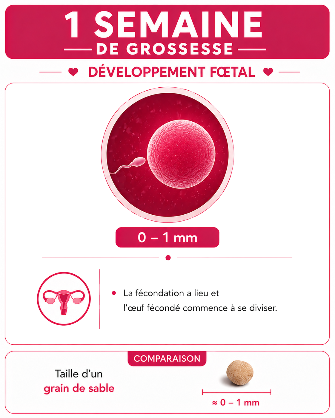 Illustration du bébé à 1 semaines de grossesse