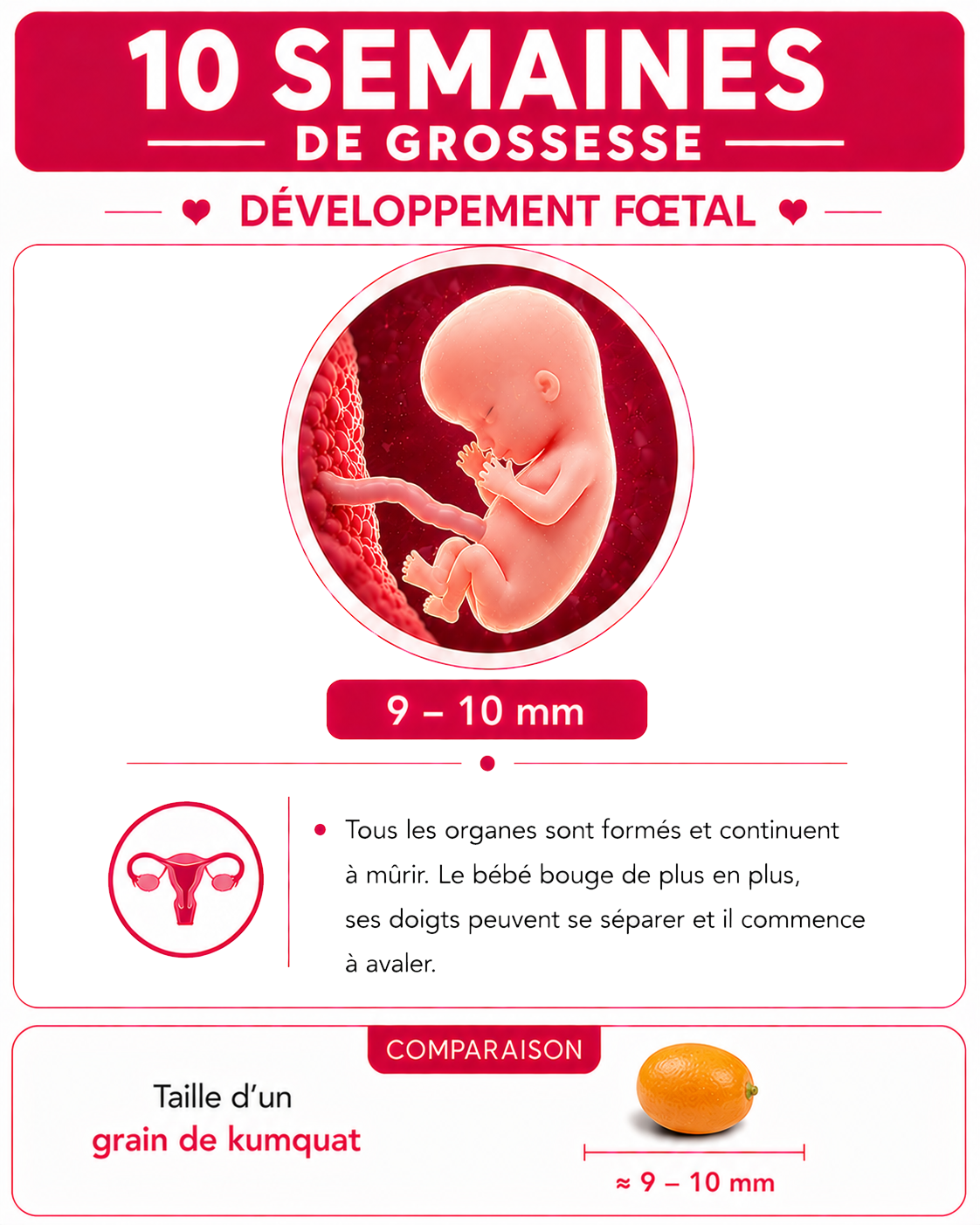 Illustration du bébé à 10 semaines de grossesse