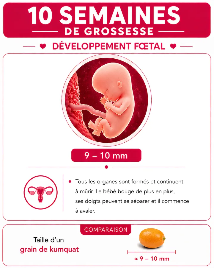 Illustration du bébé à 10 semaines de grossesse