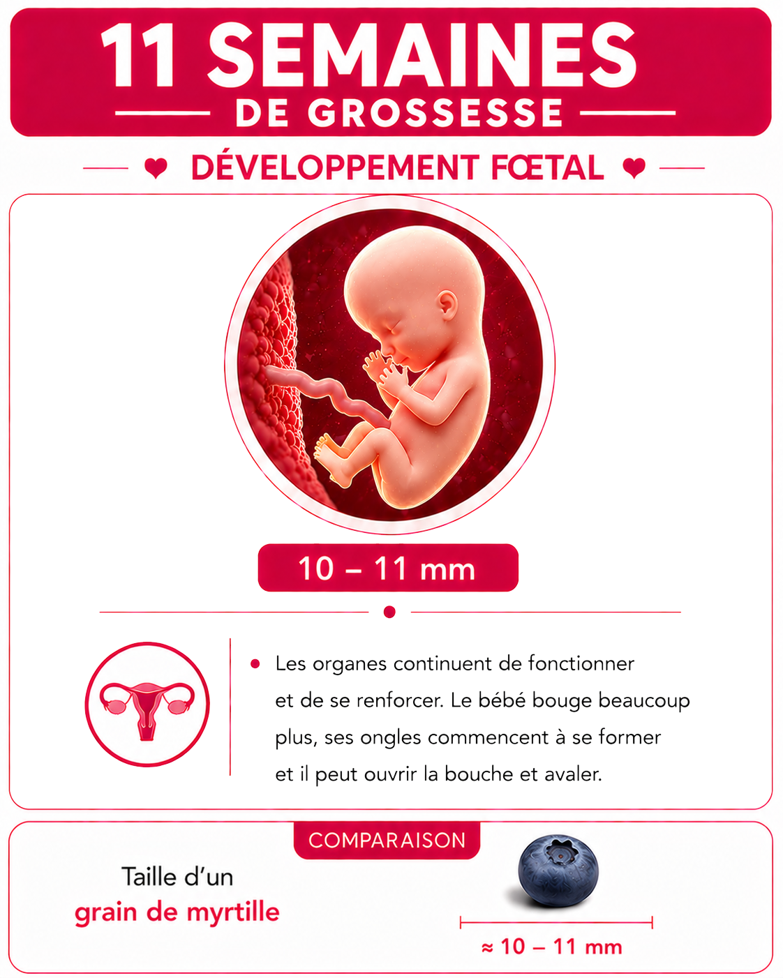 Illustration du bébé à 11 semaines de grossesse