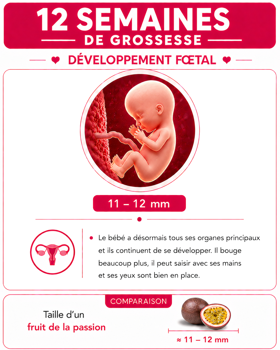Illustration du bébé à 12 semaines de grossesse