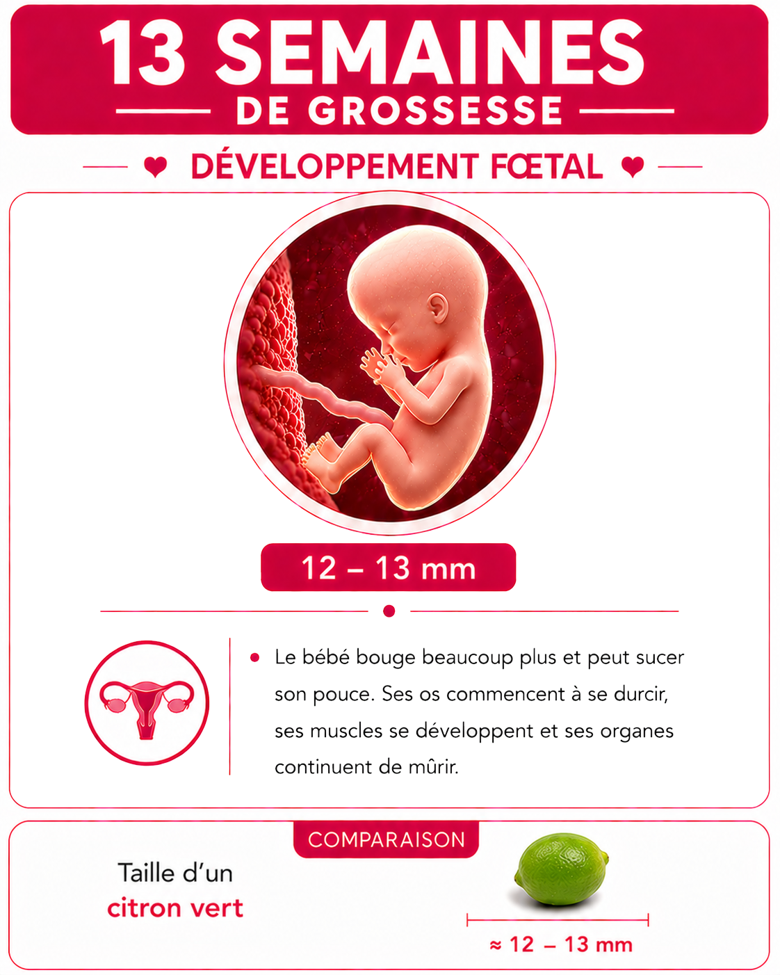 Illustration du bébé à 13 semaines de grossesse