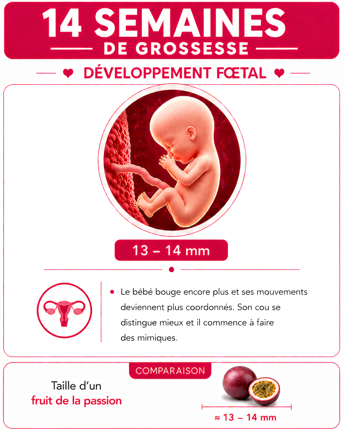 Illustration du bébé à 14 semaines de grossesse
