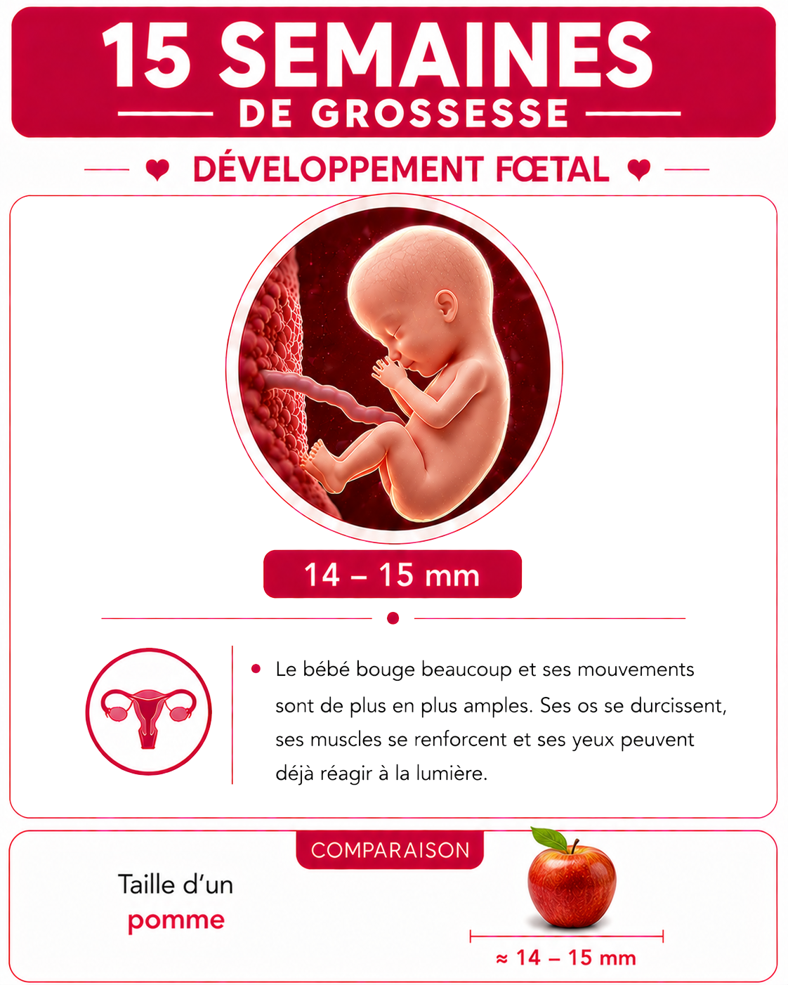 Illustration du bébé à 15 semaines de grossesse