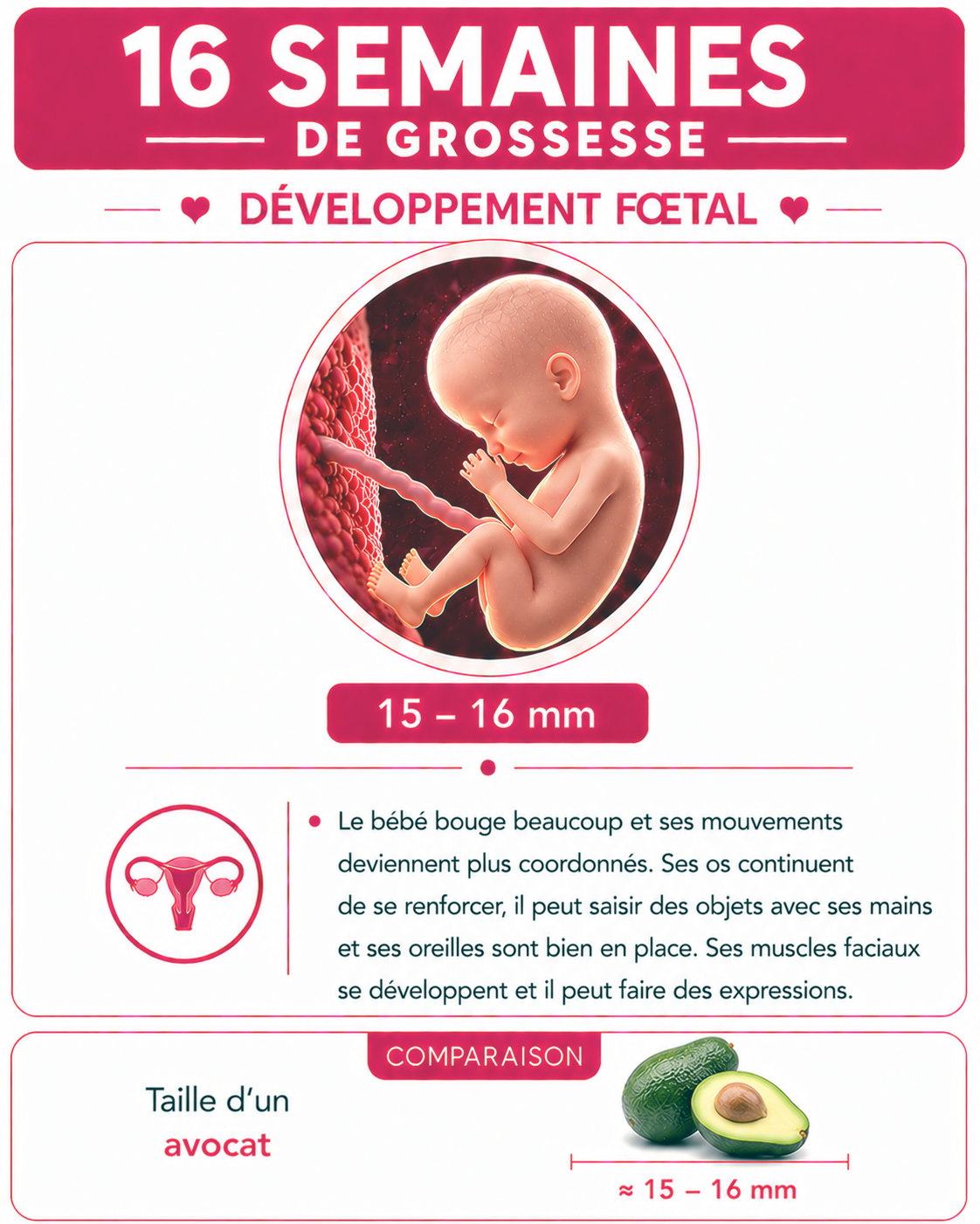 Illustration du bébé à 16 semaines de grossesse