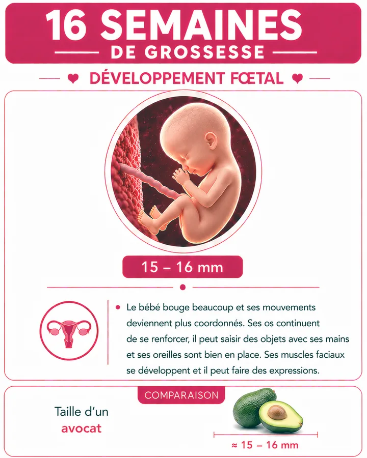 Illustration du bébé à 16 semaines de grossesse