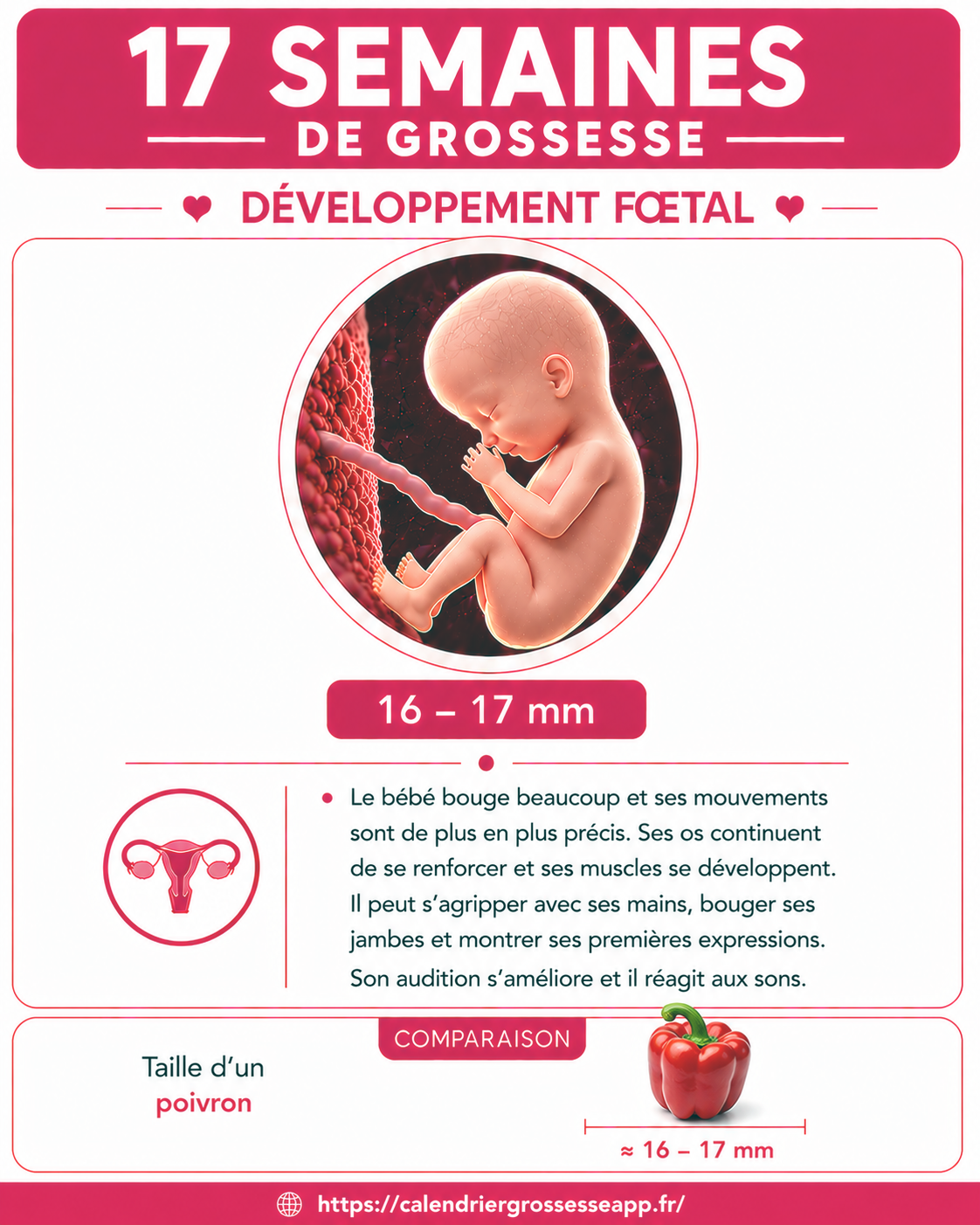 Illustration du bébé à 17 semaines de grossesse