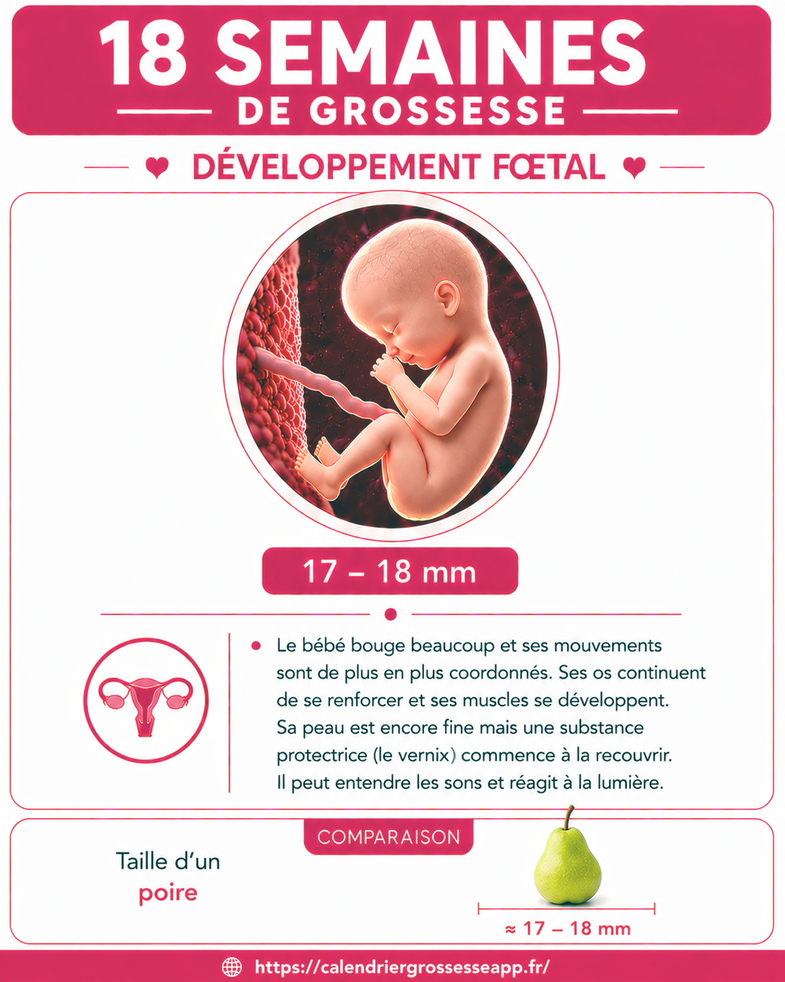 Illustration du bébé à 18 semaines de grossesse