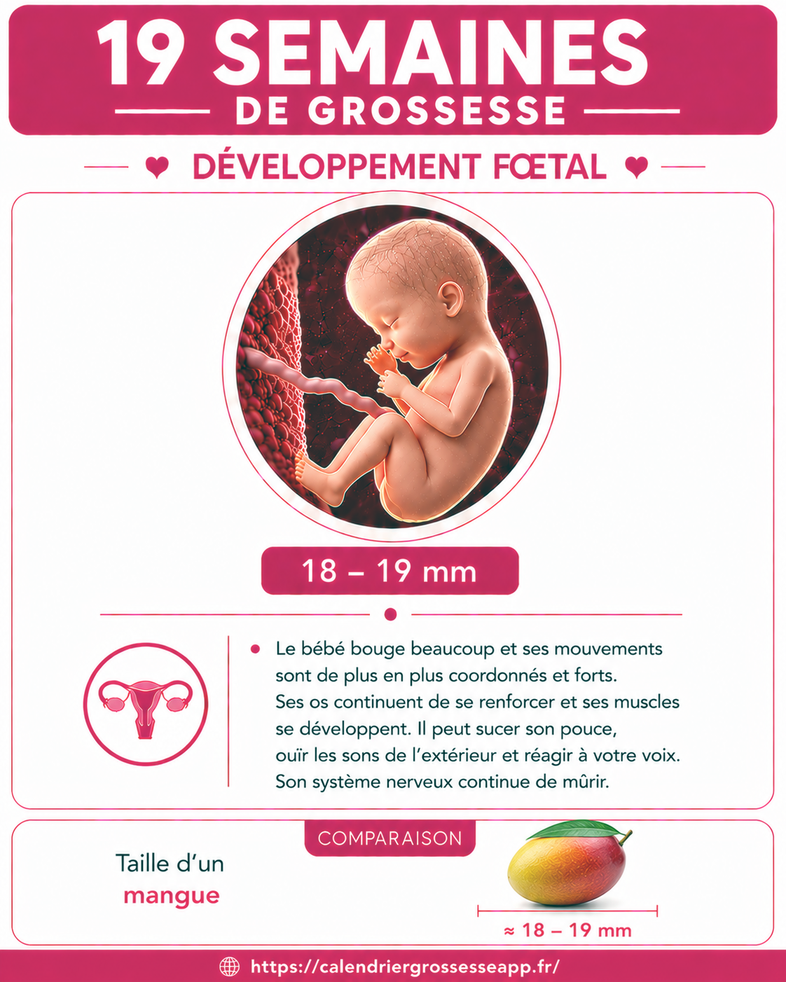 Illustration du bébé à 19 semaines de grossesse