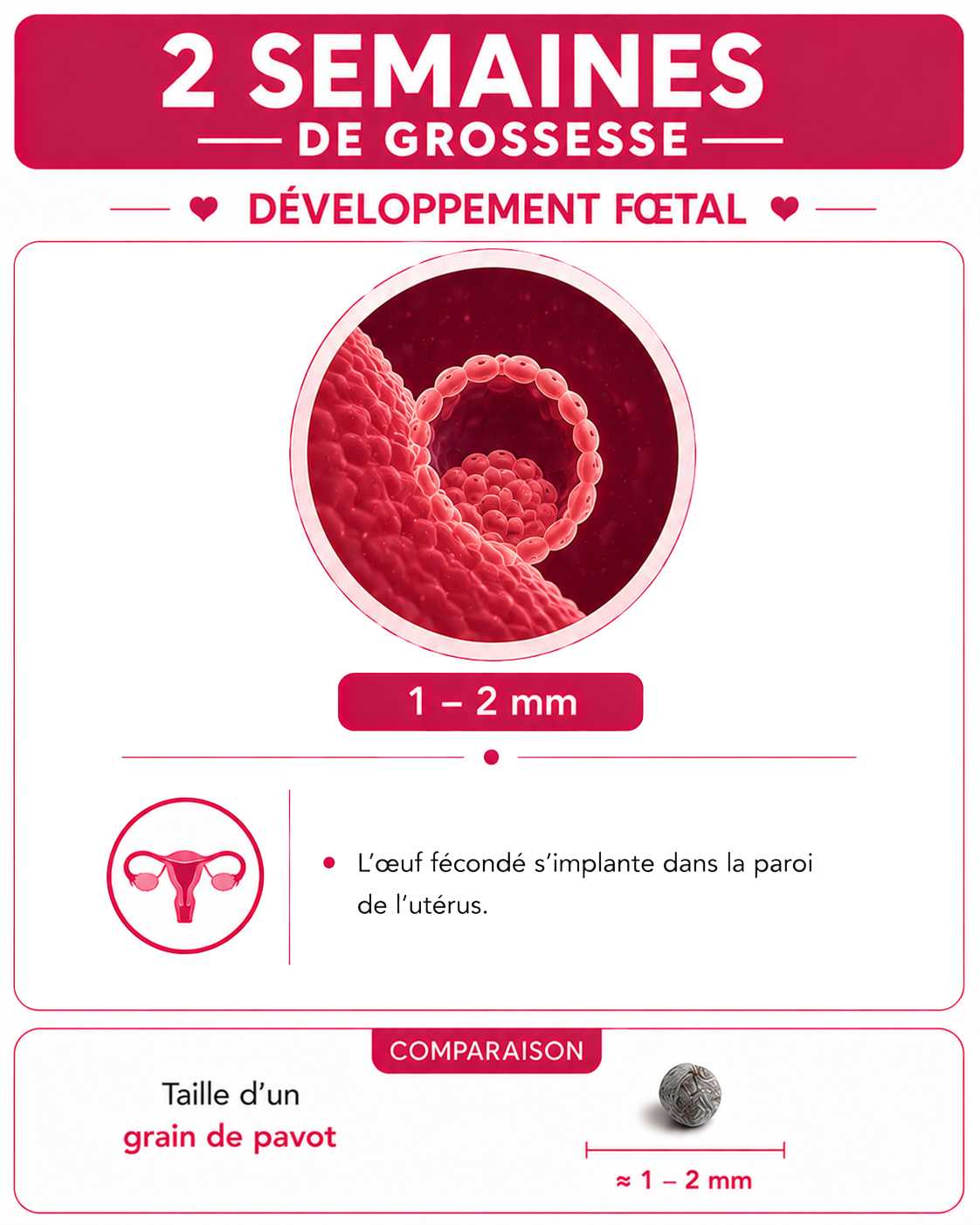 Illustration du bébé à 2 semaines de grossesse