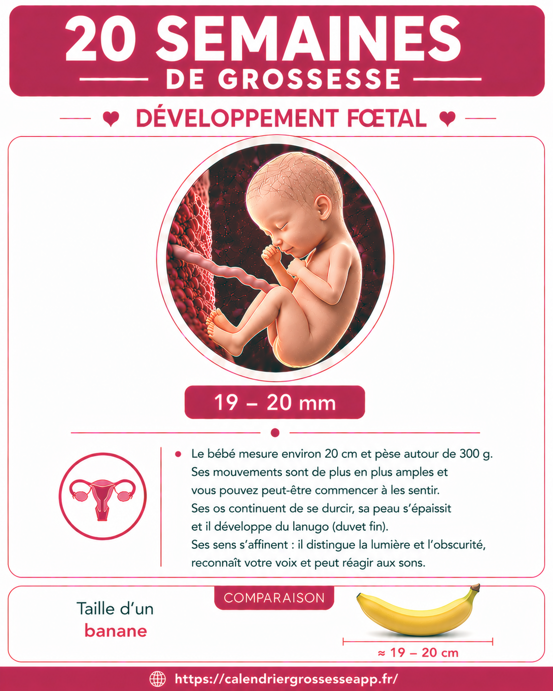 Illustration du bébé à 20 semaines de grossesse