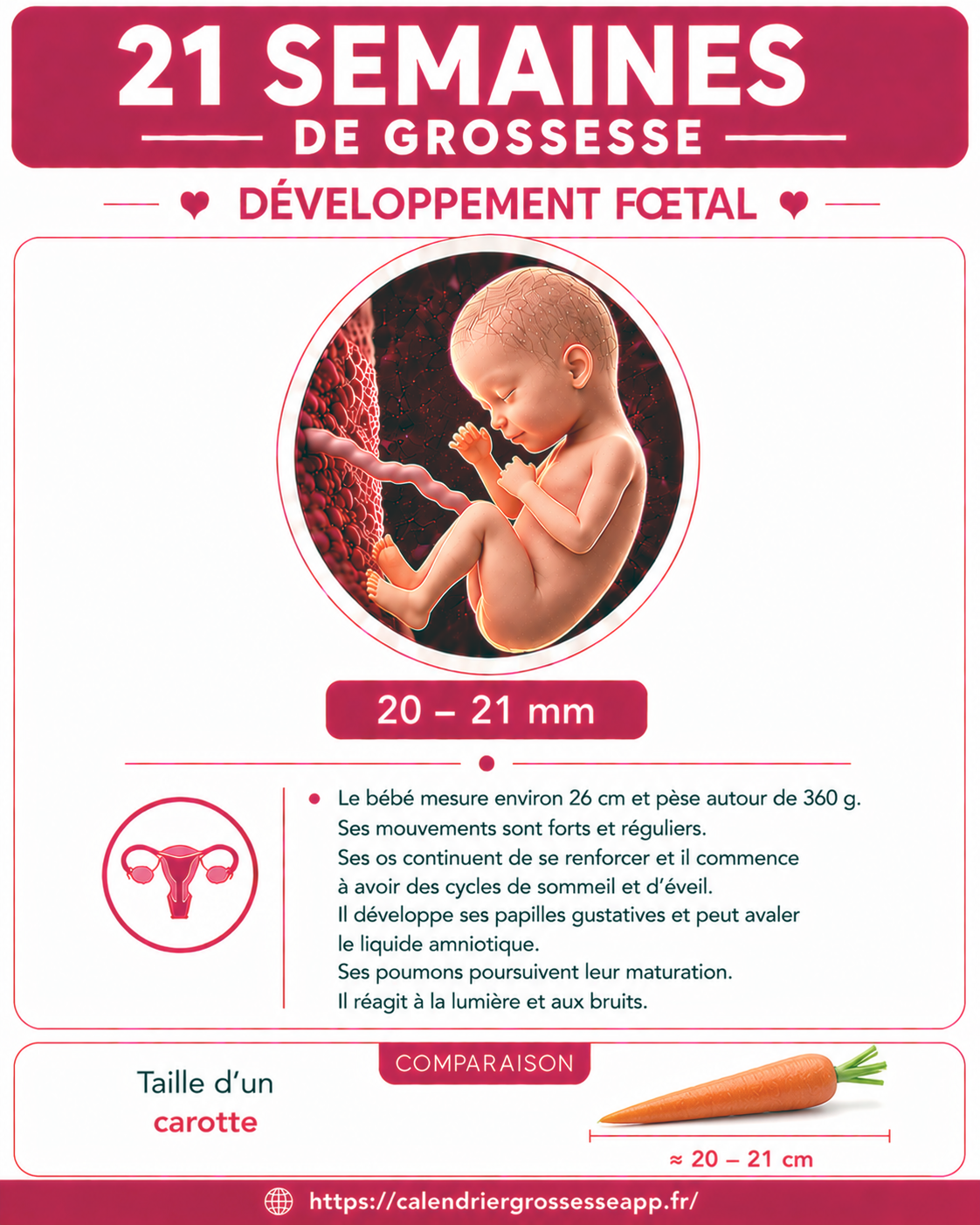 Illustration du bébé à 21 semaines de grossesse