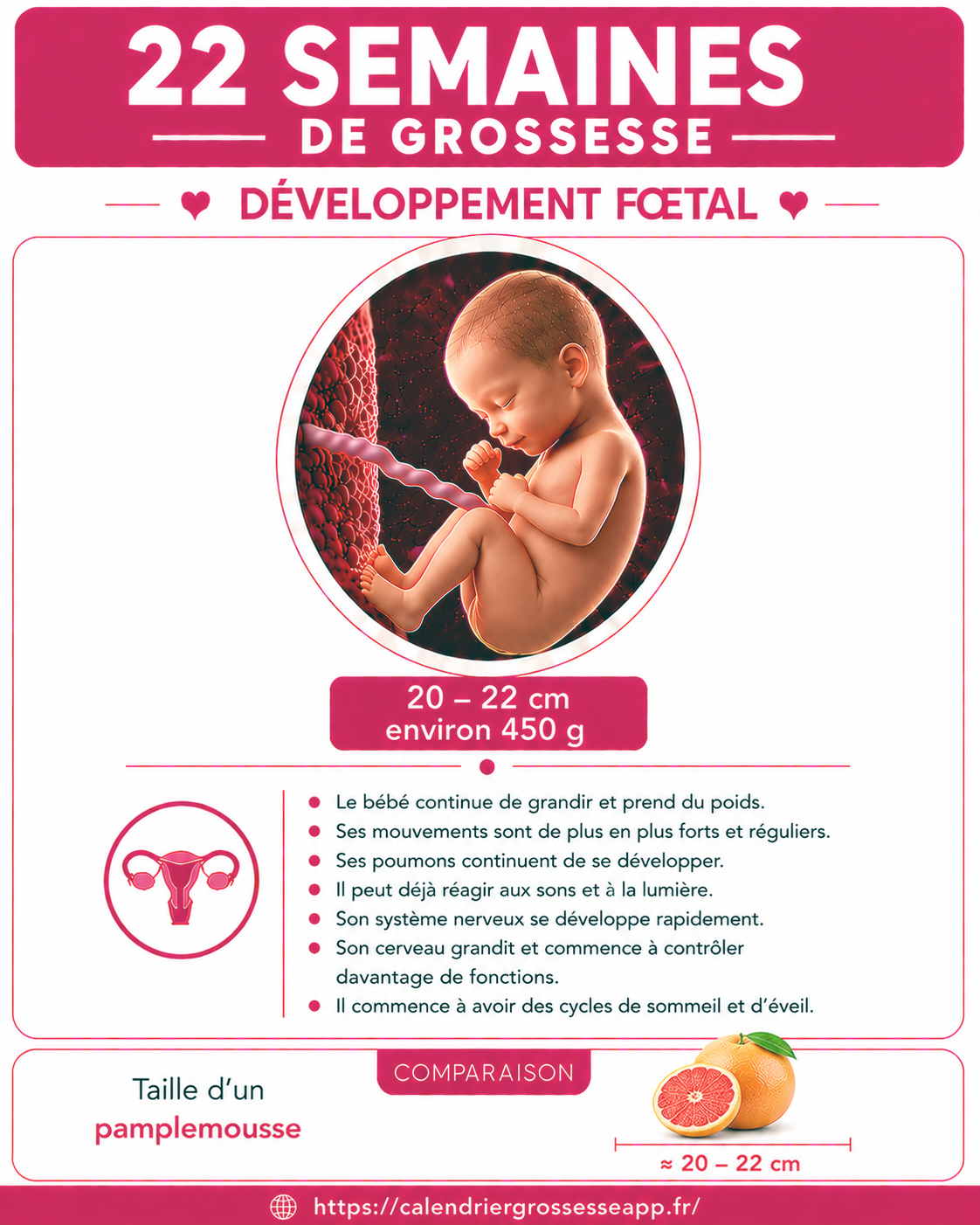 Illustration du bébé à 22 semaines de grossesse
