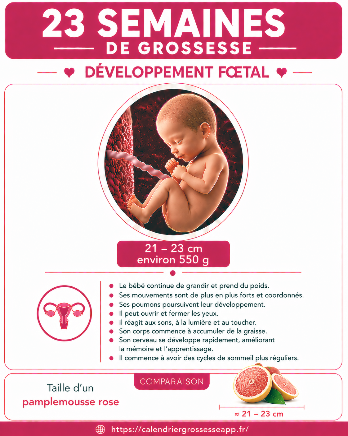 Illustration du bébé à 23 semaines de grossesse