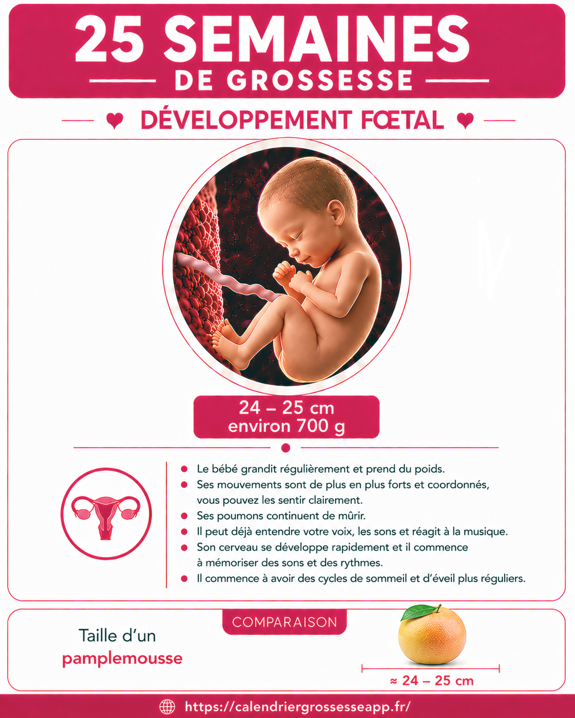 Illustration du bébé à 25 semaines de grossesse