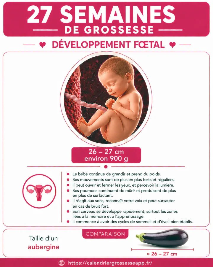 Illustration du bébé à 27 semaines de grossesse