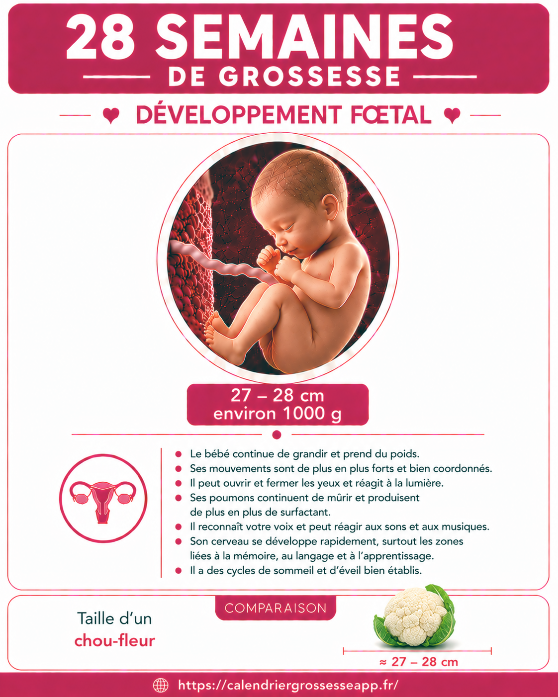 Illustration du bébé à 28 semaines de grossesse