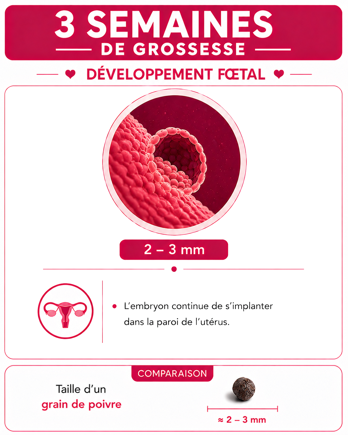 Illustration du bébé à 3 semaines de grossesse