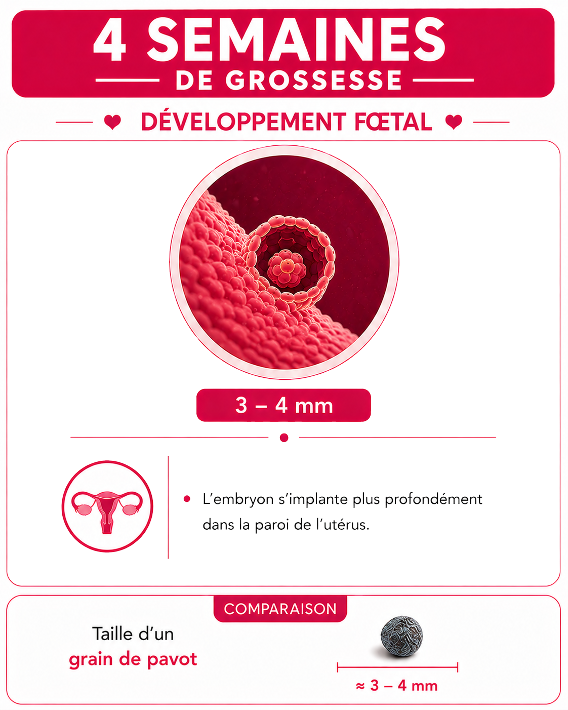 Illustration du bébé à 4 semaines de grossesse