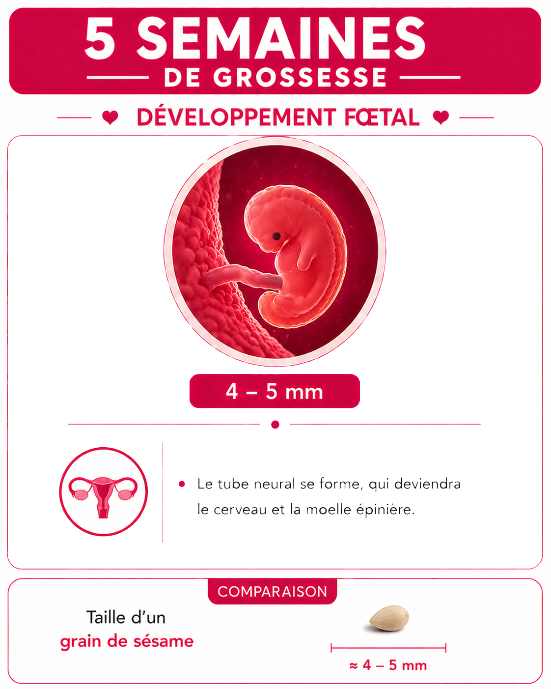 Illustration du bébé à 5 semaines de grossesse