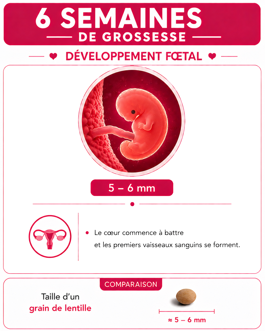 Illustration du bébé à 6 semaines de grossesse