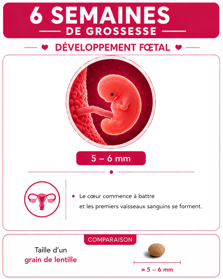 Illustration du bébé à 6 semaines de grossesse