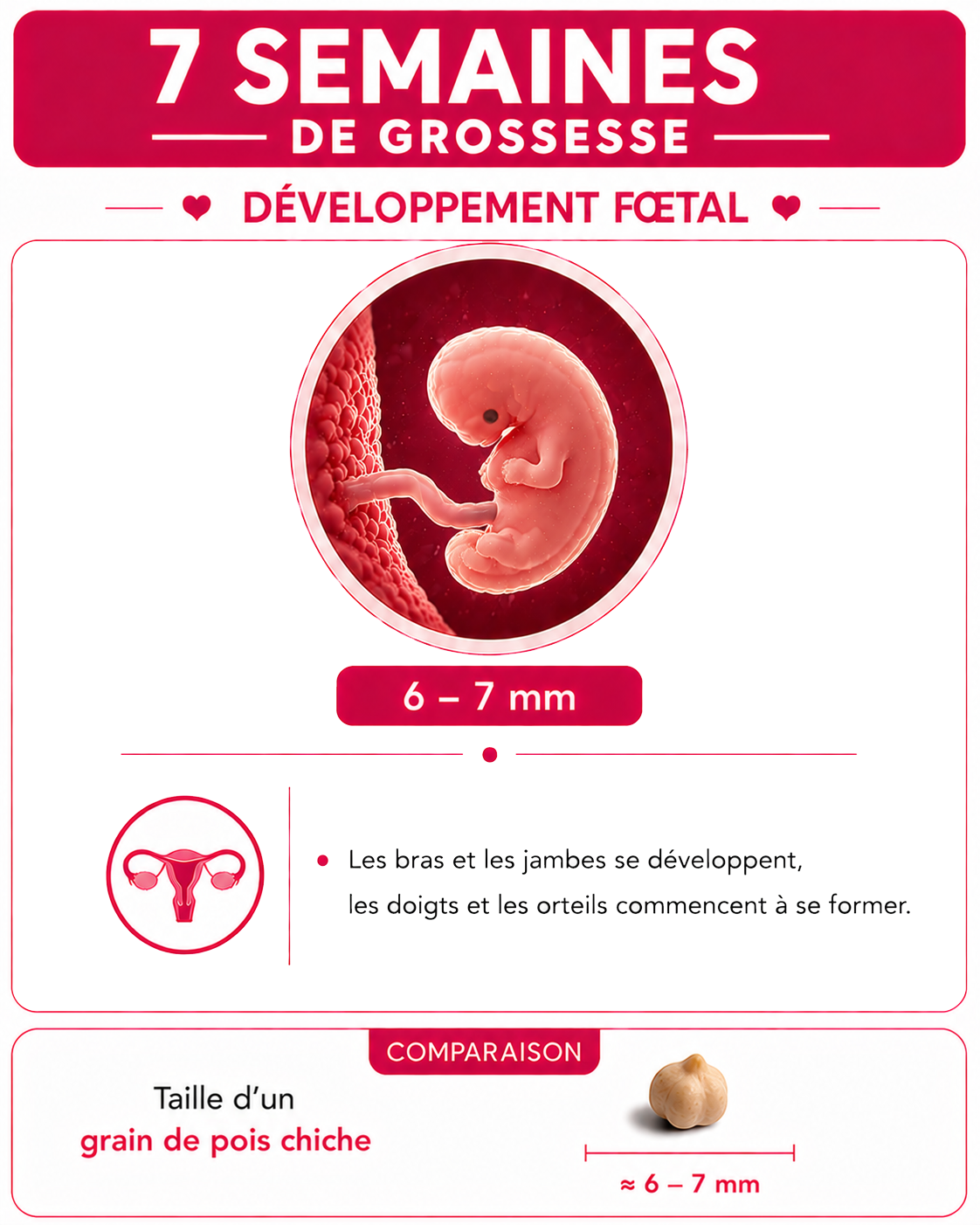 Illustration du bébé à 7 semaines de grossesse