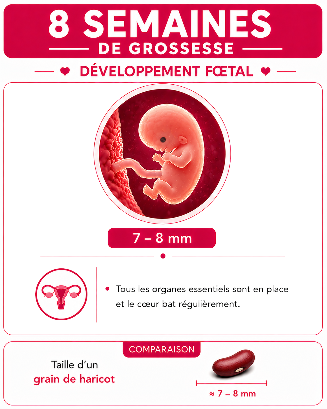 Illustration du bébé à 8 semaines de grossesse