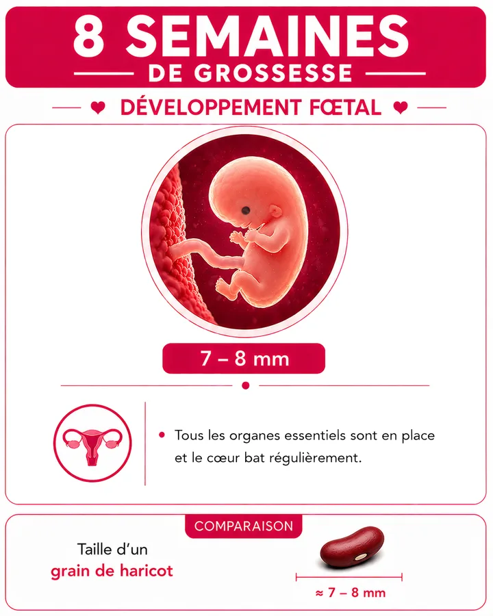 Illustration du bébé à 8 semaines de grossesse