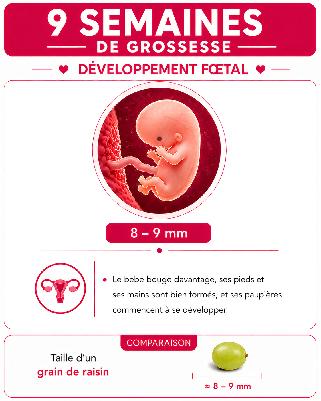 Illustration du bébé à 9 semaines de grossesse